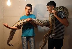 Zobacz 3-metrowego pytona!