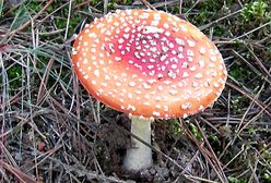 Piękne i wyjątkowo niebezpieczne