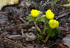 Pierwsze oznaki wiosny