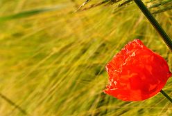 Piękne, polskie lato