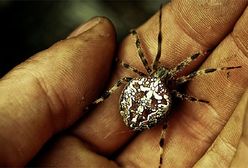 Czyhają pod twoim dachem