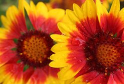 Kwiatki, bratki i stokrotki