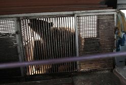 Zwierzęta więzione w autobusie