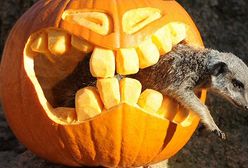 Halloween w zoo