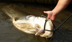 Duża ryba w Wiśle