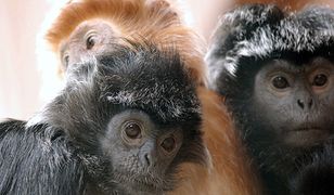 Nowe małpki w gdańskim zoo