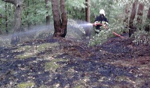Zaczęły się pożary w lasach