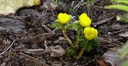 Pierwsze oznaki wiosny
