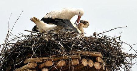 Wioska bocianów