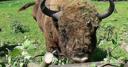 Wizyta w Białowieży