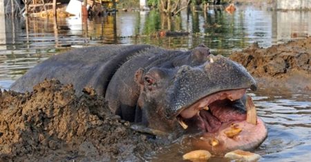 Uciekł z zoo