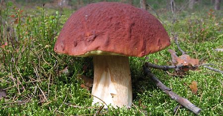 Wielkie grzybobranie