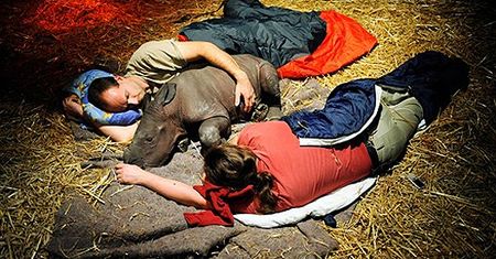 Adopcja małego nosorożca