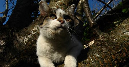 Wasze kociaki