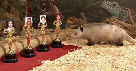 Ona zna zwycięzców Oscarów 2011?