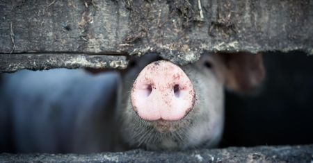 Japońskie zapalenie mózgu – przyczyny, objawy i leczenie