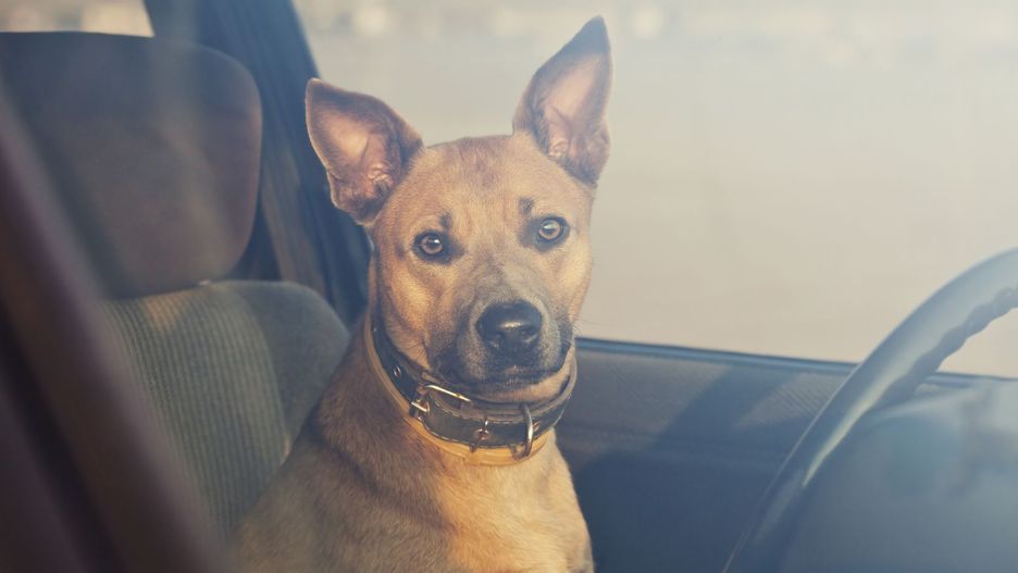 Zamykanie zwierzęcia w rozgrzanym aucie może skończyć się tragicznie. 