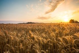 Jakie zboża są odpowiednie dla niemowlęcia?