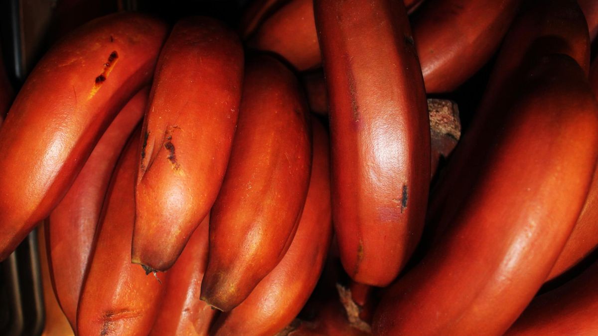 Czerwone banany mają niesamowite właściwości