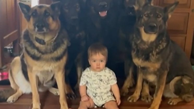 Wychowuje niemowlę z sześcioma psami. "Raczkująca z wilkami"