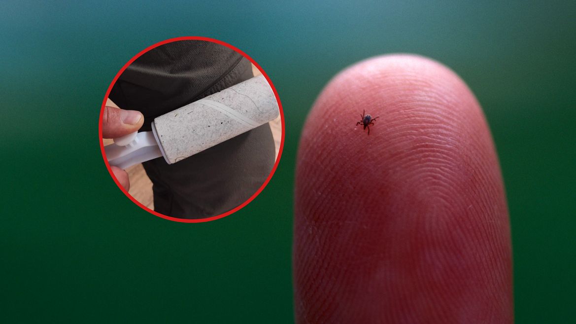 Jak pozbyć się kleszczy? Wystarczy rolka do ubrań!