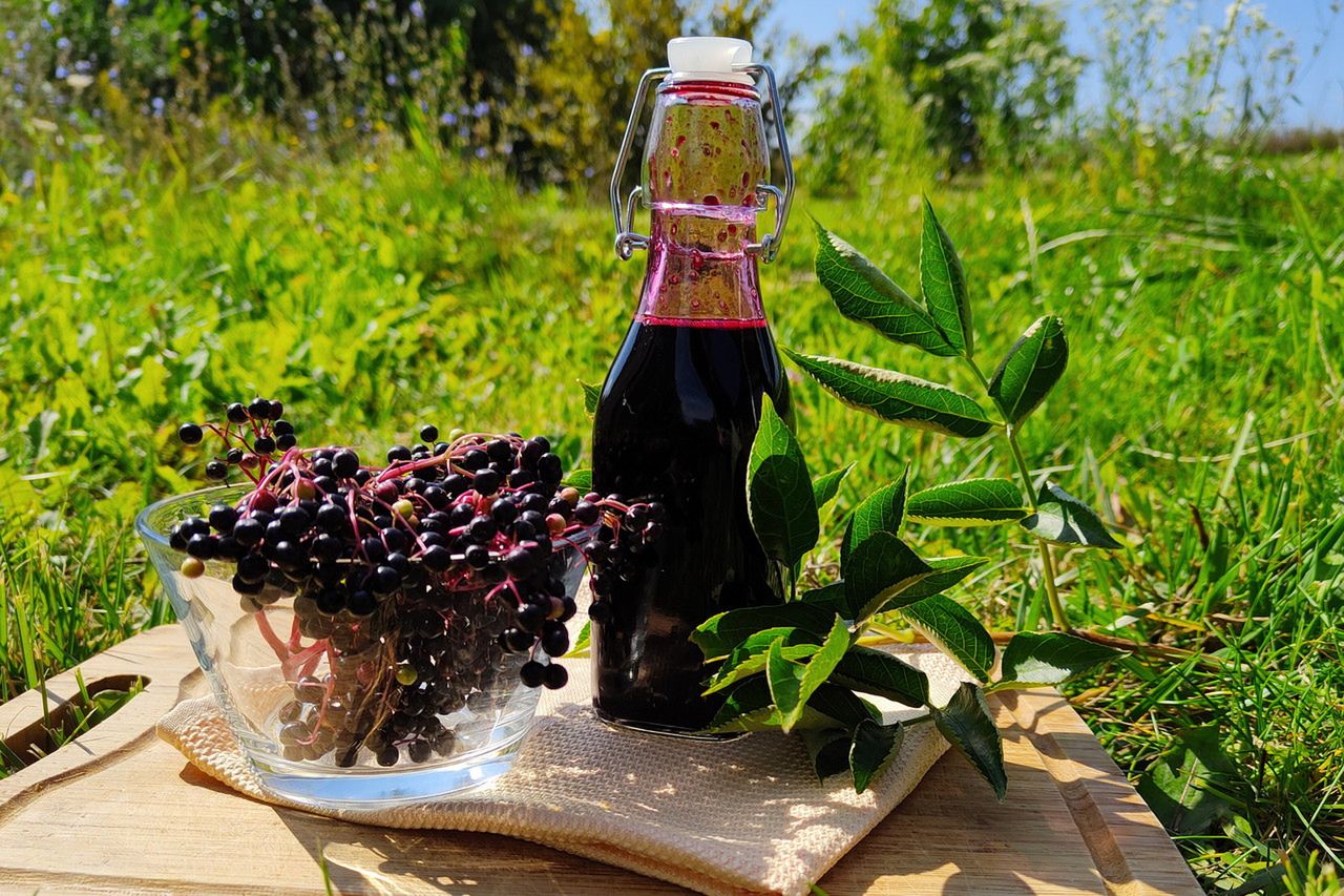 Kwiat czarnego bzu - charakterystyka, właściwości, zastosowanie