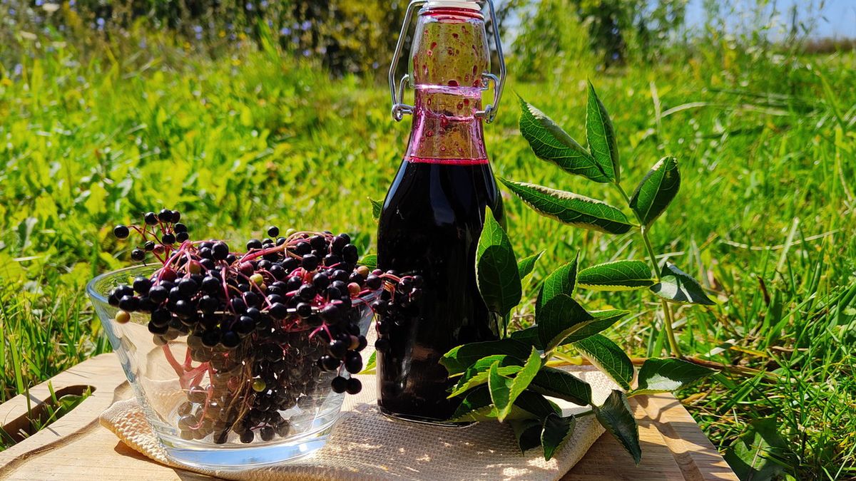 Kwiat czarnego bzu posiada wiele właściwości zdrowotnych