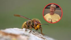 Klecanka przypomina osę. Czy jej użądlenie jest groźne?