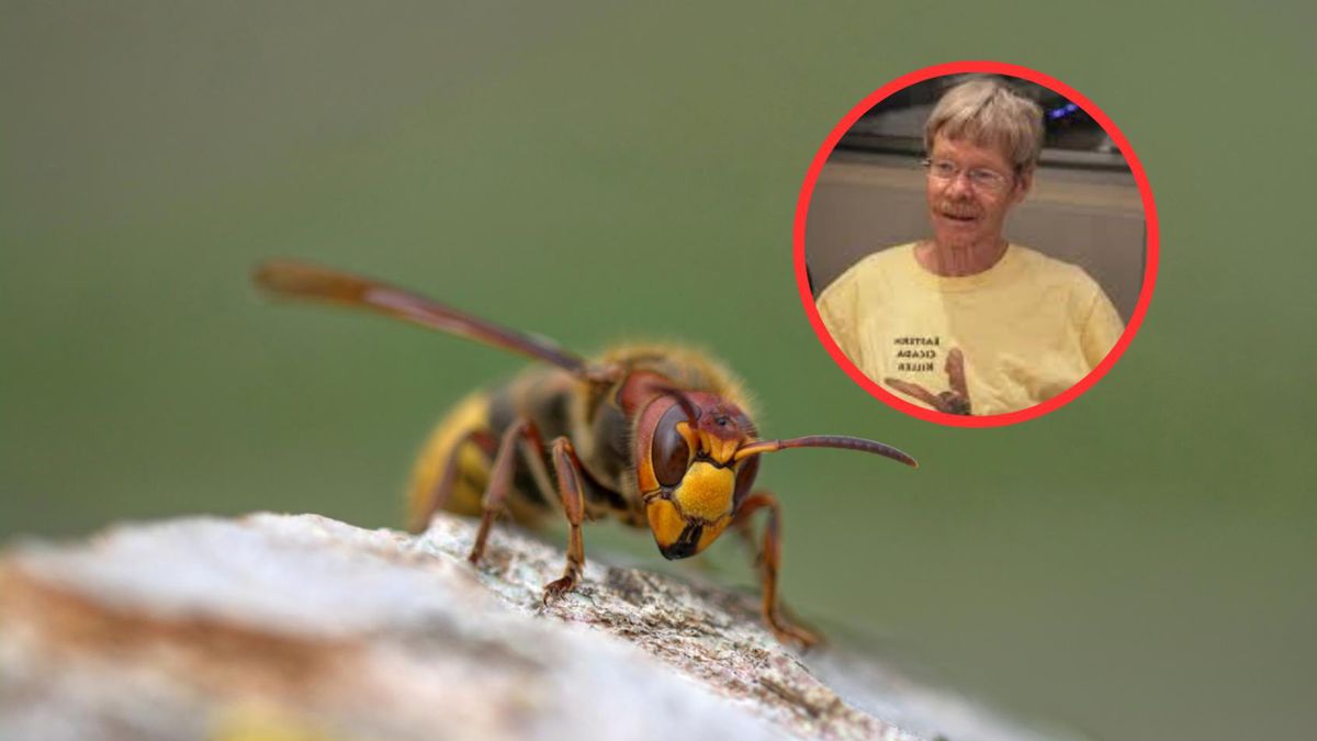 Jak zapobiec użądleniom klecanki?