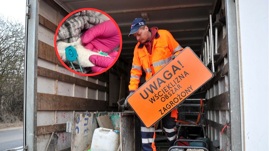 Trwa akcja szczepień. "Jedna z najbardziej przerażających chorób odzwierzęcych, z jaką ludzkość kiedykolwiek się zetknęła"