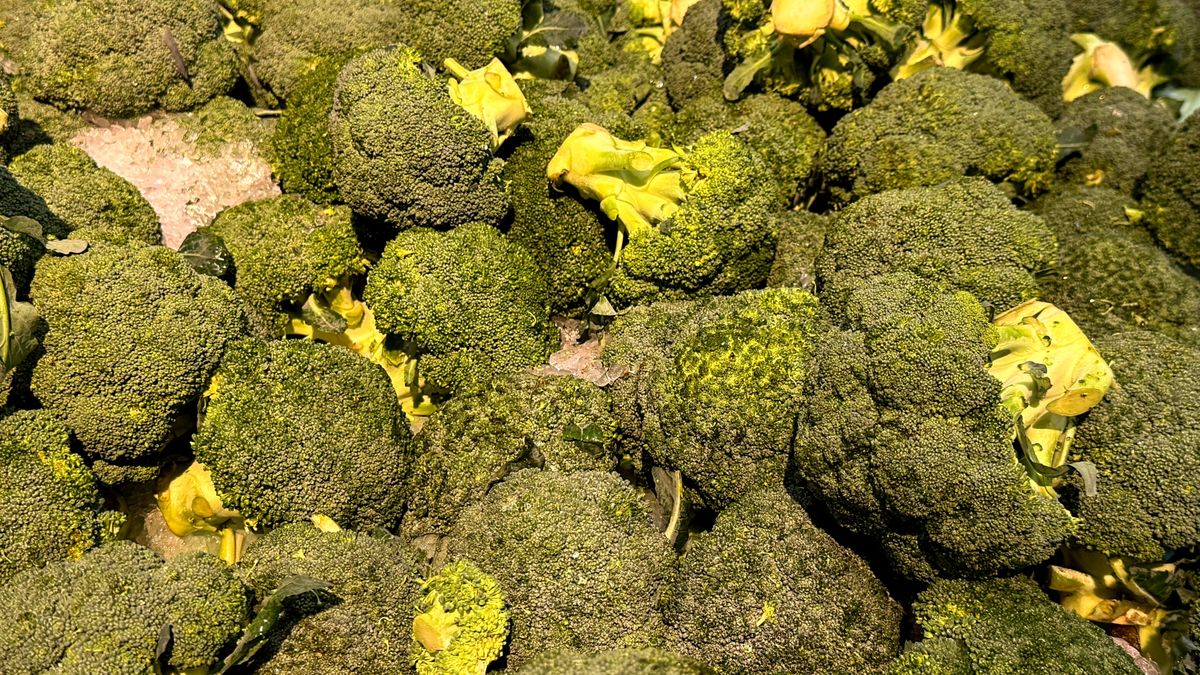 Brokuł pasuje niemal do każdej diety, ale najbardziej docenią go osoby dbające o sylwetkę, odporność i zdrowie serca.