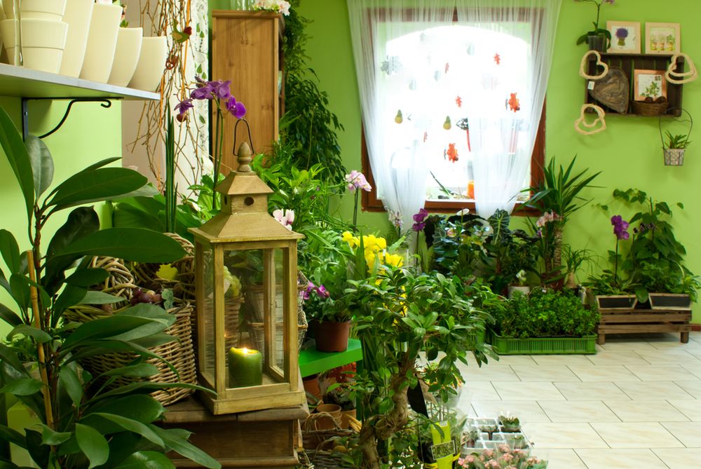 5 roślin, które są trujące dla dorosłych, dzieci i zwierząt