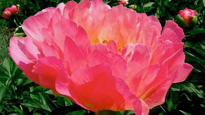 Piwonie lekarskie są uprawiane powszechnie