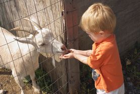 Dwulatek zmarł po wizycie w mini zoo