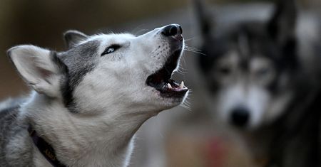 Husky zmasakrował niemowlę. Rodzice mieli 19 psów