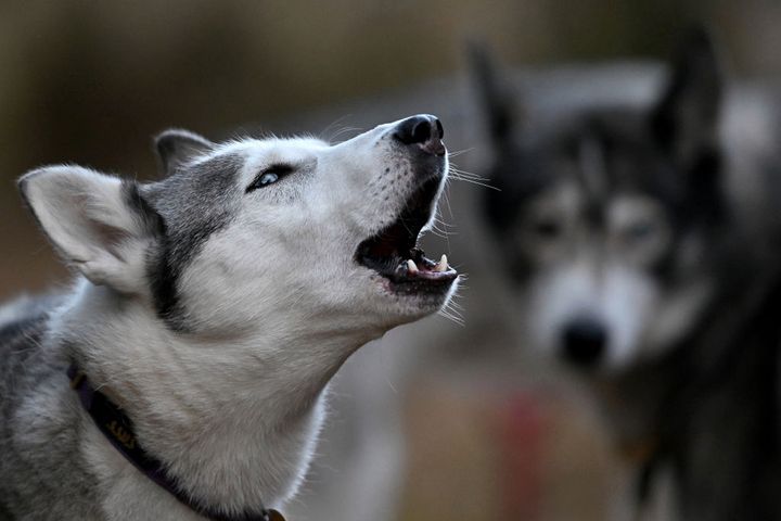 Husky zmasakrował niemowlę. Rodzice dziecka hodowali 19 psów