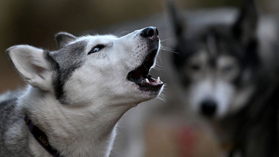 Husky zmasakrował niemowlę. Rodzice dziecka hodowali 19 psów