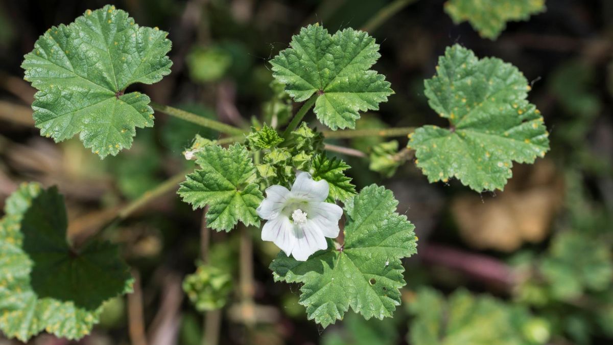 "Boży chlebek" to potoczna nazwa dla ślazu zaniedbanego.