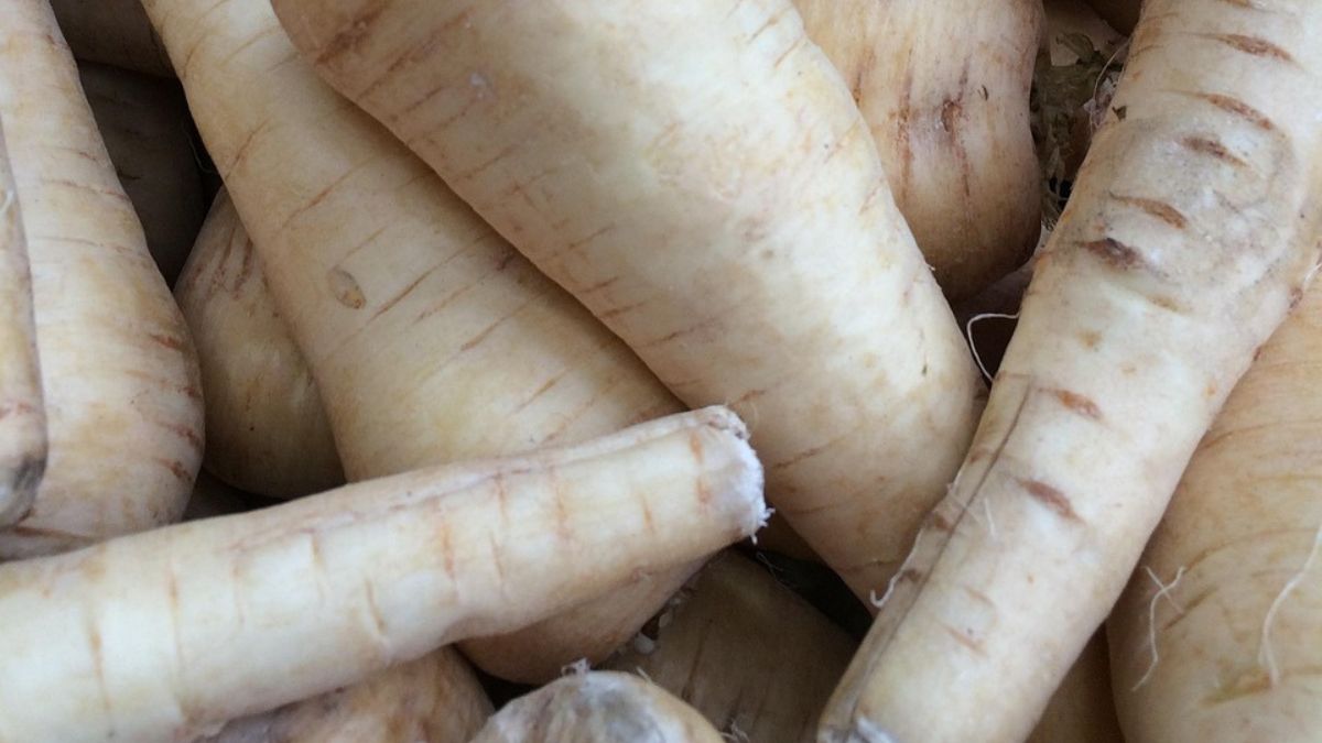 Pasternak jest dziś warzywem niemal całkowicie zapomnianym