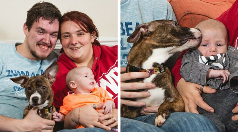 Suczka Lola uratowała życie małego Oliviera