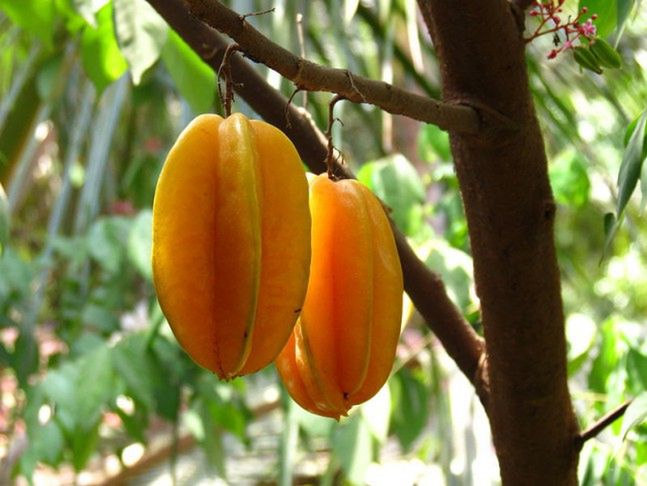 Karambola