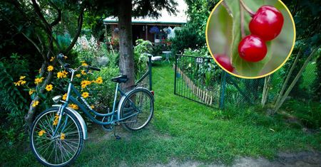 Zjadła prosto z krzaka. Do szpitala przyjechały w ostatniej chwili