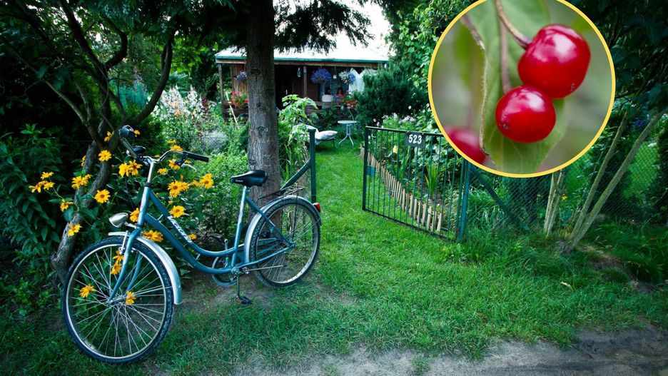 Dwulatka zjadła owoc z krzaczka w ogródku. Ledwo ją odratowano