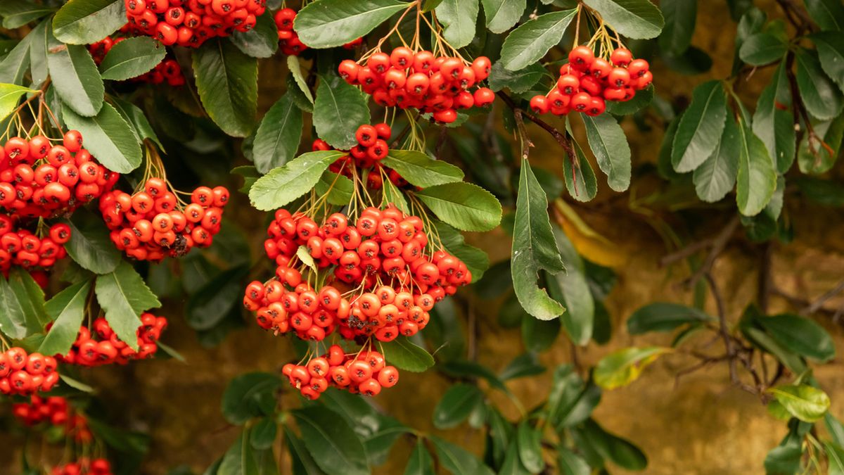 Mącznica lekarska skutecznie usuwa przebarwienia i blizny.