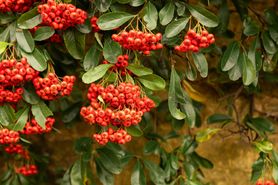 Mącznica lekarska – właściwości, działanie i przeciwwskazania