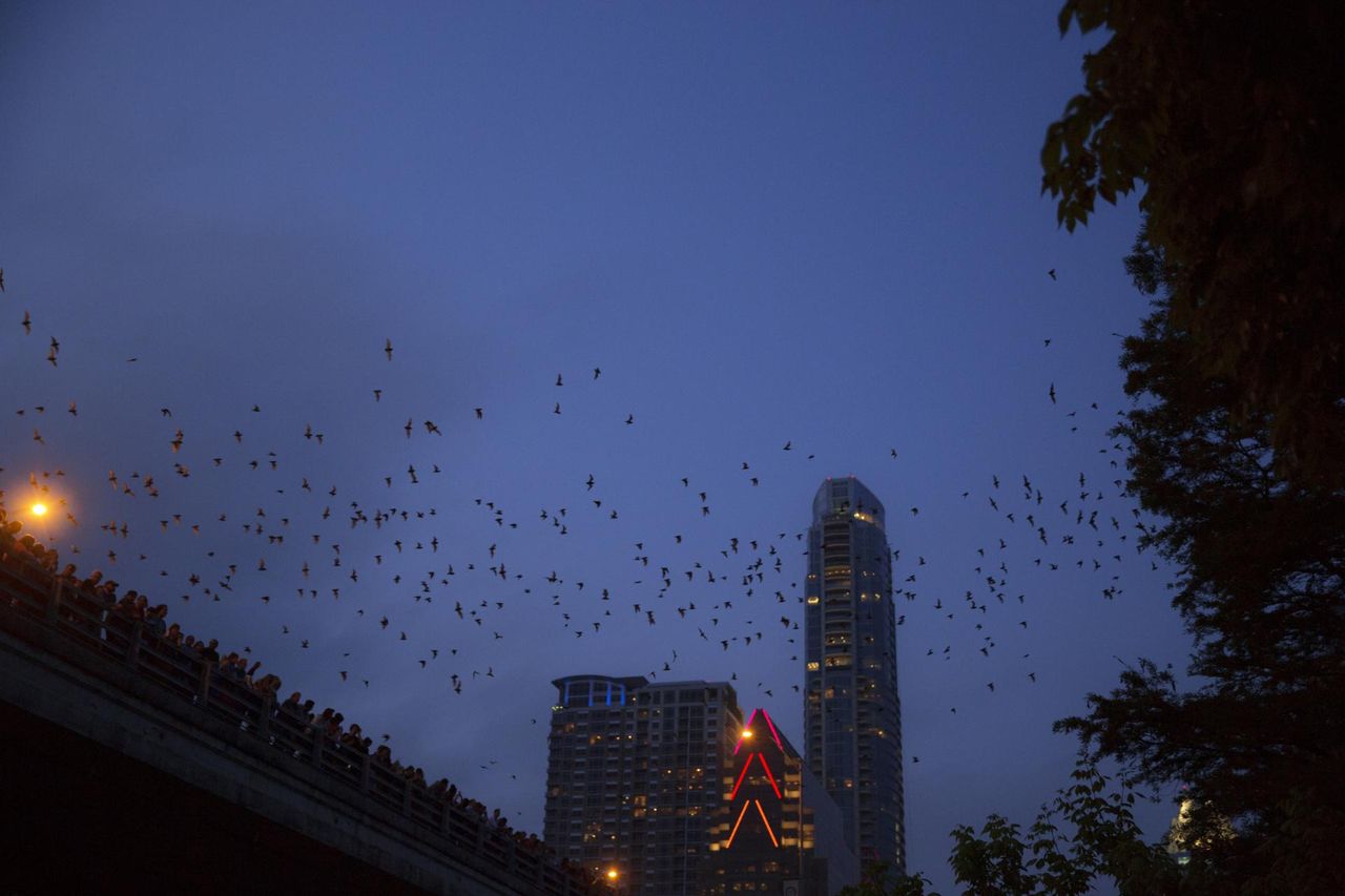 CDC ostrzega przed wścieklizną. Wzrost liczby zachorowań, jakiego nie było od 2011 roku