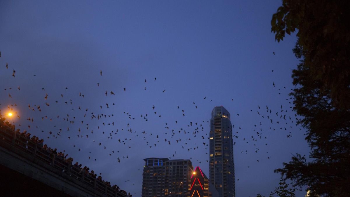 CDC ostrzega przed wścieklizną. Wzrost liczby zachorowań, jakiego nie było od 2011 roku