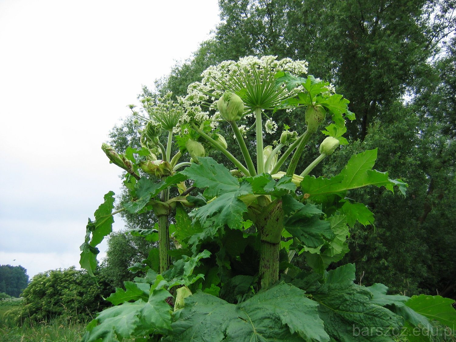 Kwiaty barszczu Sosnowskiego [barszcz.edu.pl](http://barszcz.edu.pl/kwiaty-barszczu-sosnowskiego-i-barszczu-olbrzymiego/)