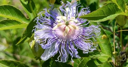 Passiflora. Kwiat, który uspokaja lepiej niż melisa i nie otępia jak tabletki