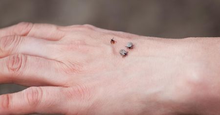 Dziecko połknęło kleszcza. Kobieta zdradza, co usłyszała od lekarza
